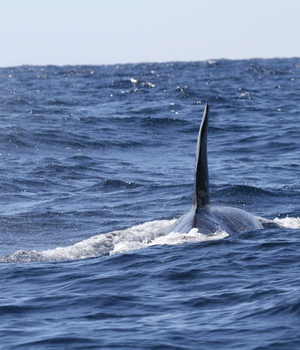 Dolphin Dolphin