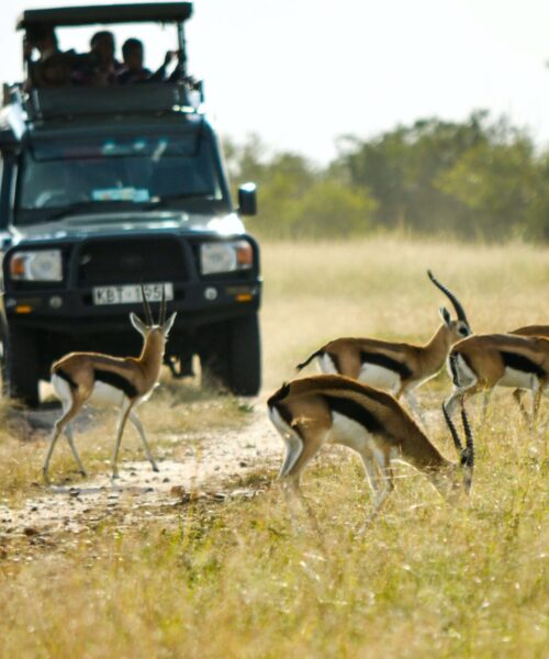 Game Drive