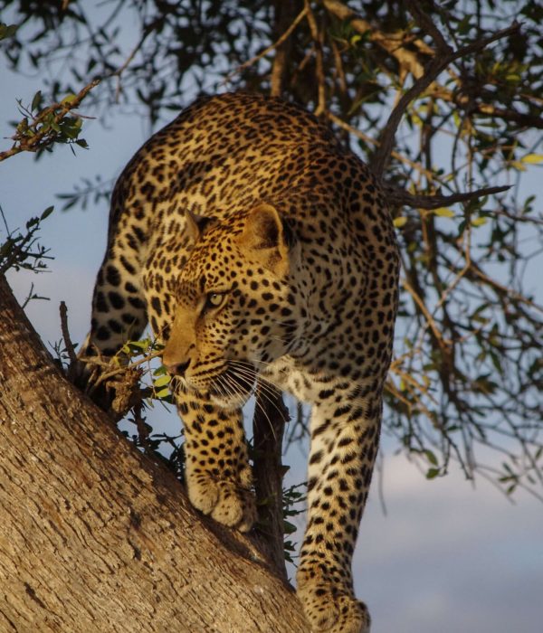 Leopard Leopard