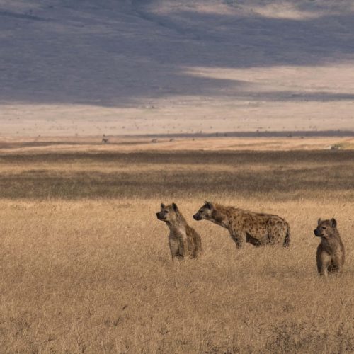 Lions Lions