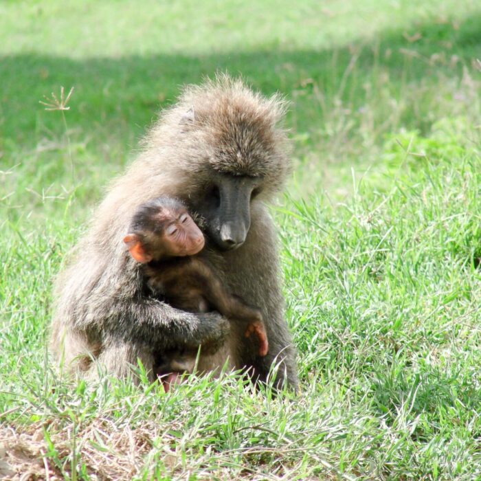 Monkey1