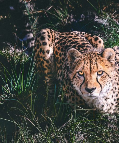 cheetah cheetah