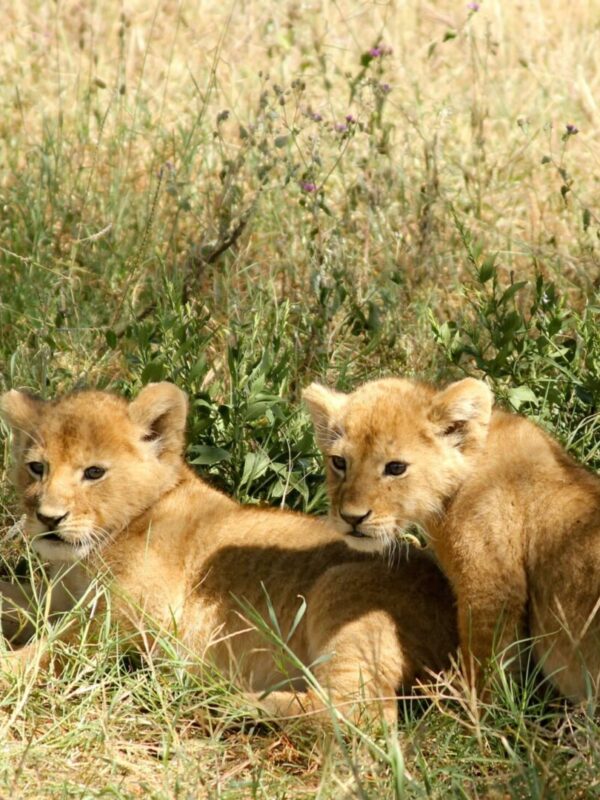 cubs