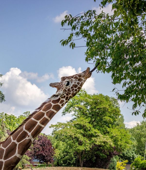 feeding girraffe feeding girraffe