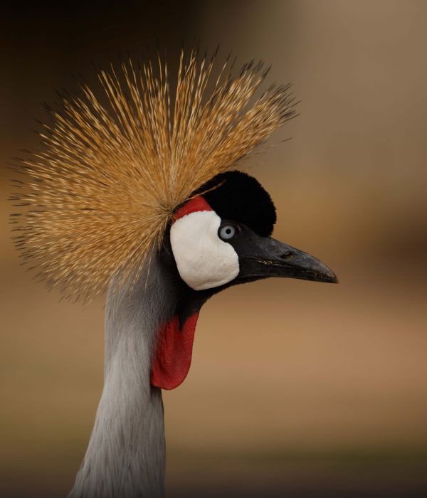 peacock peacock